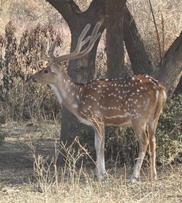 03-Day Jaipur to Sariska National Park
                                    Tour